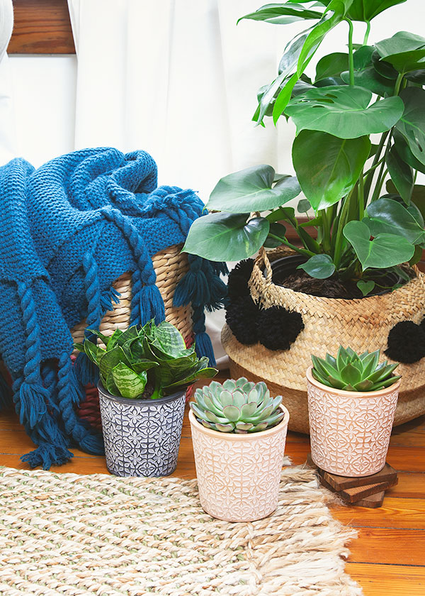 5 Houseplants That Need Less Water for Earth Day